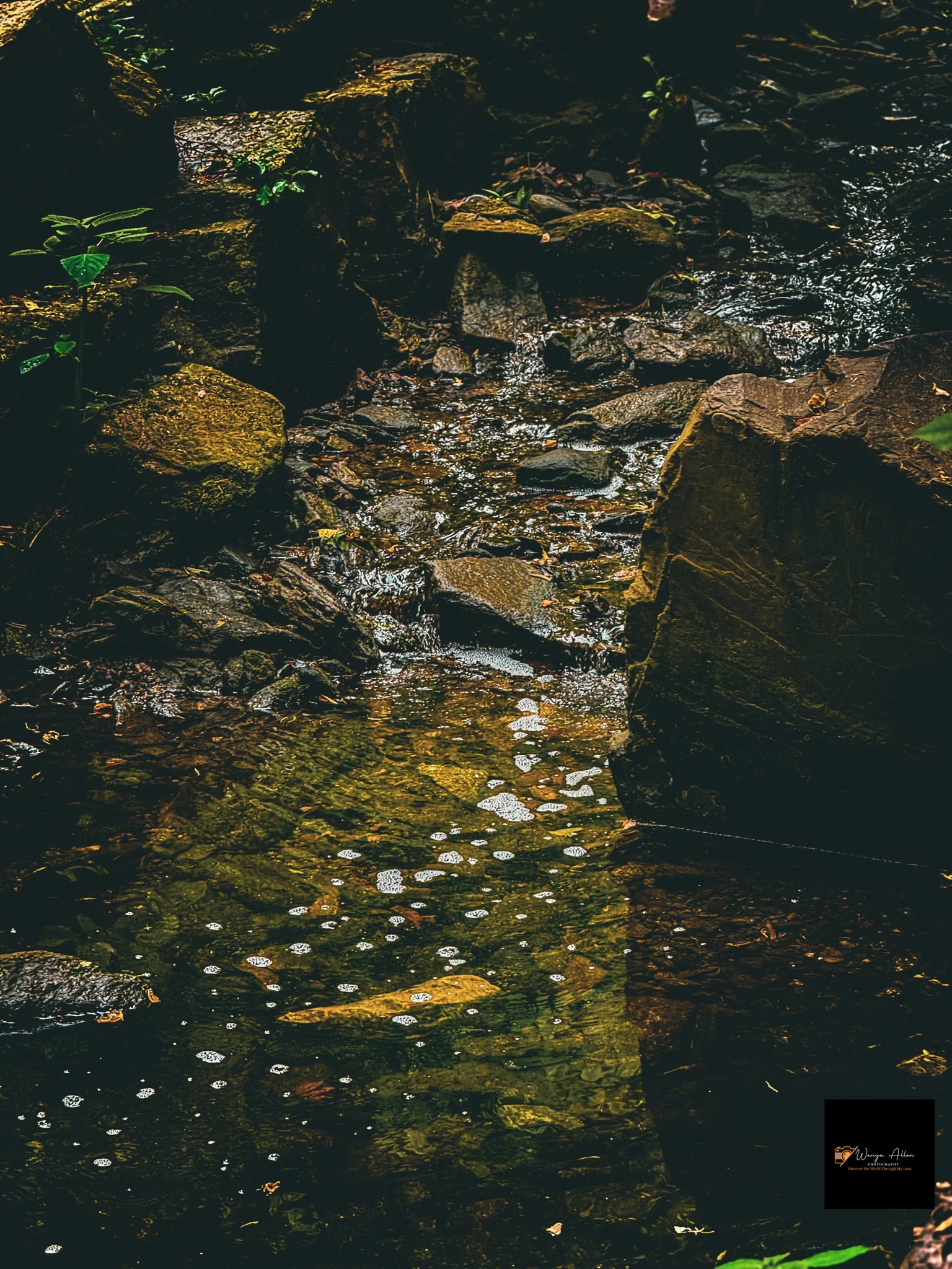 Through the Trees: My Journey at the Wissahickon