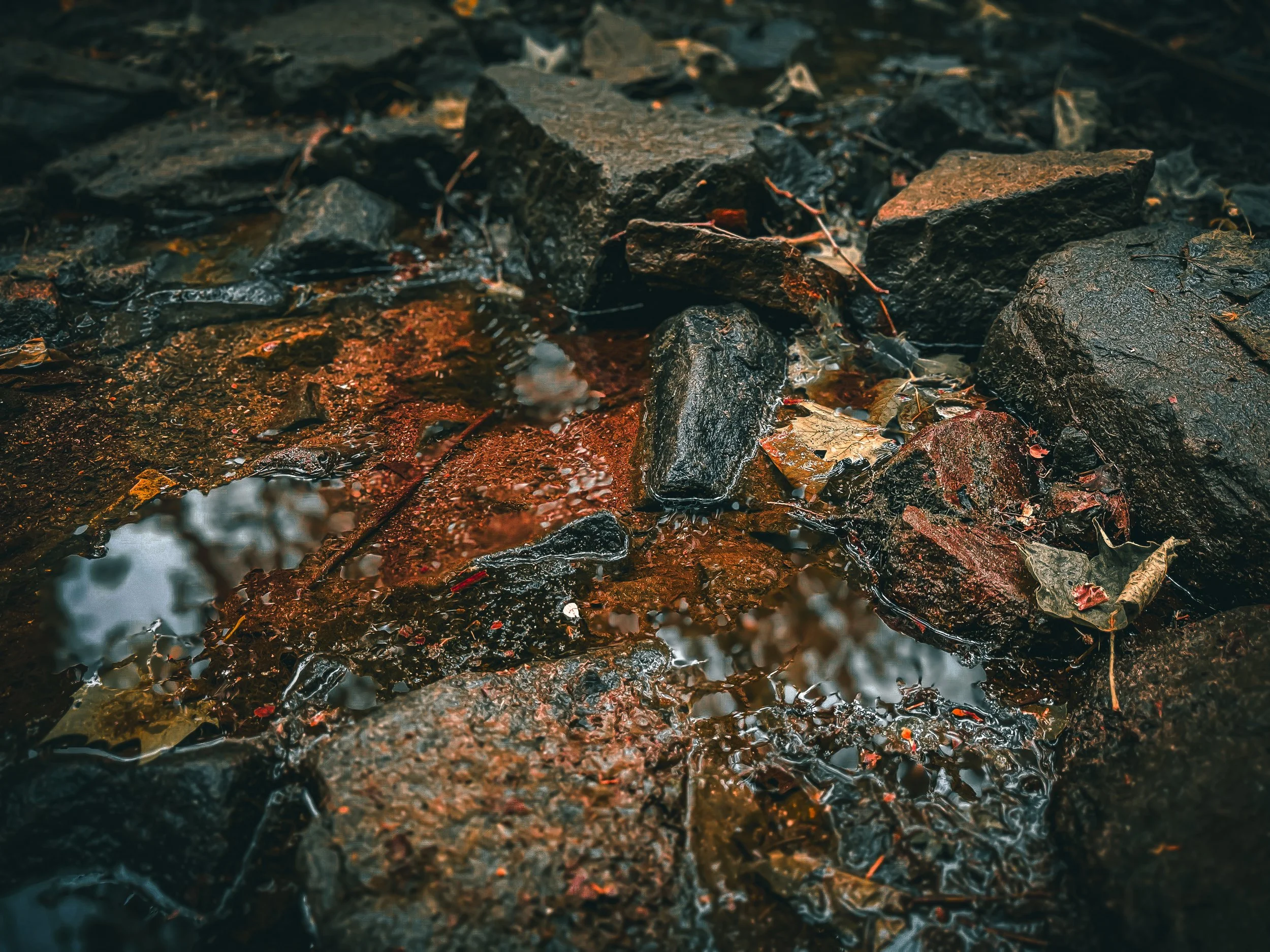 Through the Trees: My Journey at the Wissahickon