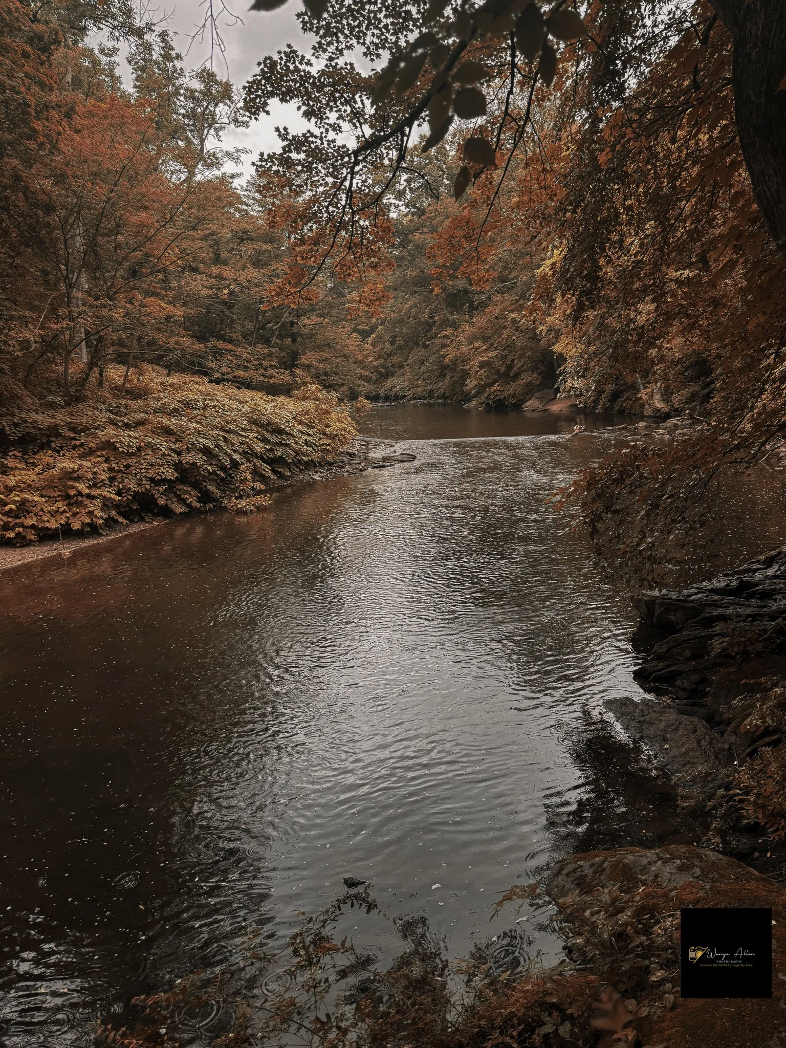 Through the Trees: My Journey at the Wissahickon