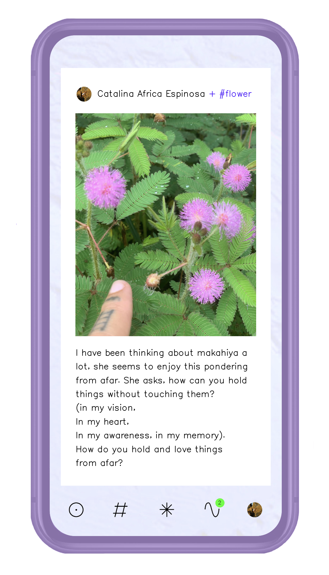 A smartphone screen displaying a social media post with a photo of a plant with purple, fluffy, round flowers and green leaves. The post is by Catalina Africa Espinosa and includes text discussing a plant species, possibly mimosa or a related plant.