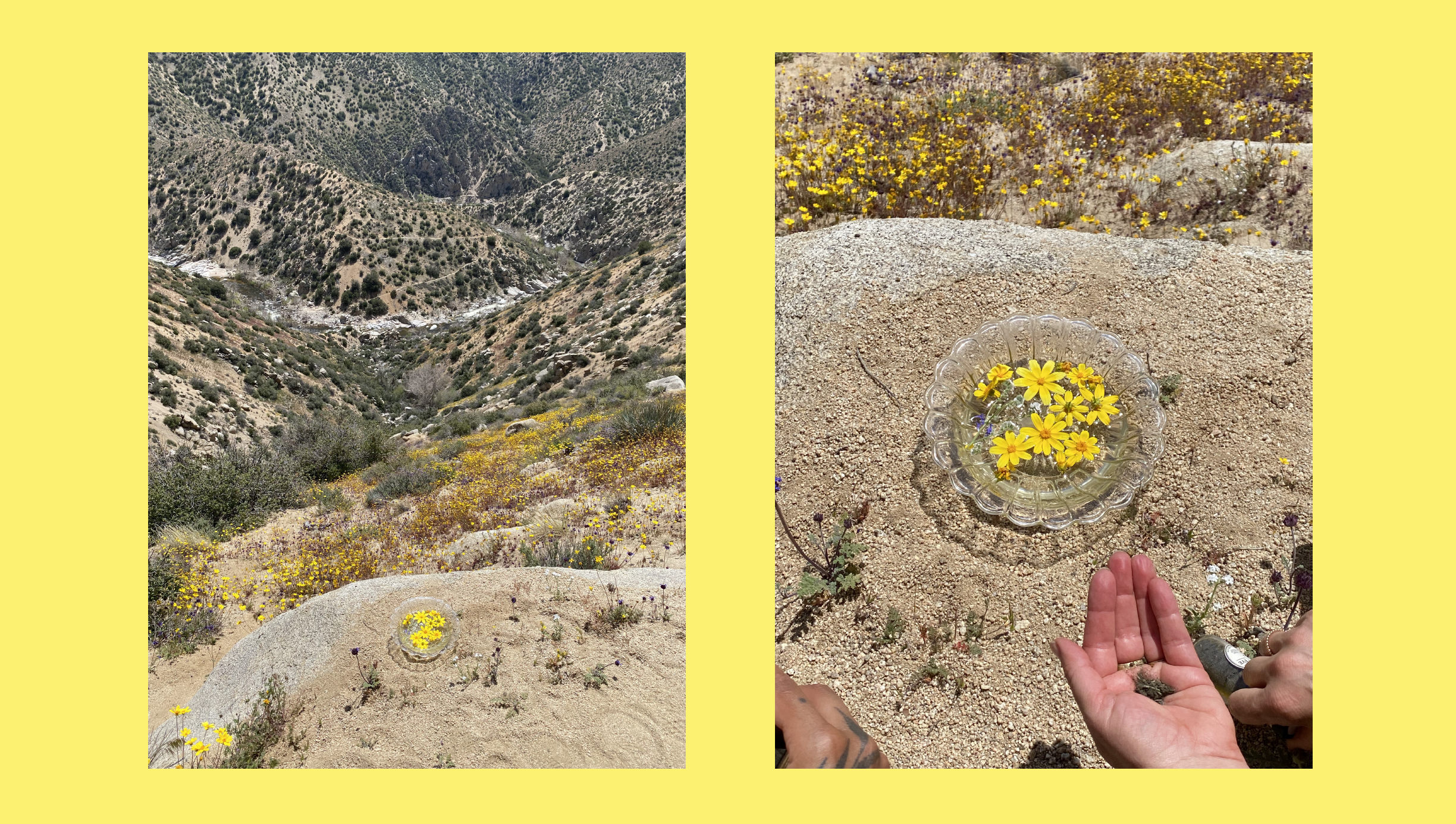 Artist Saewon Oh collects yellow flowers in a canyon in a desert landscape in California.