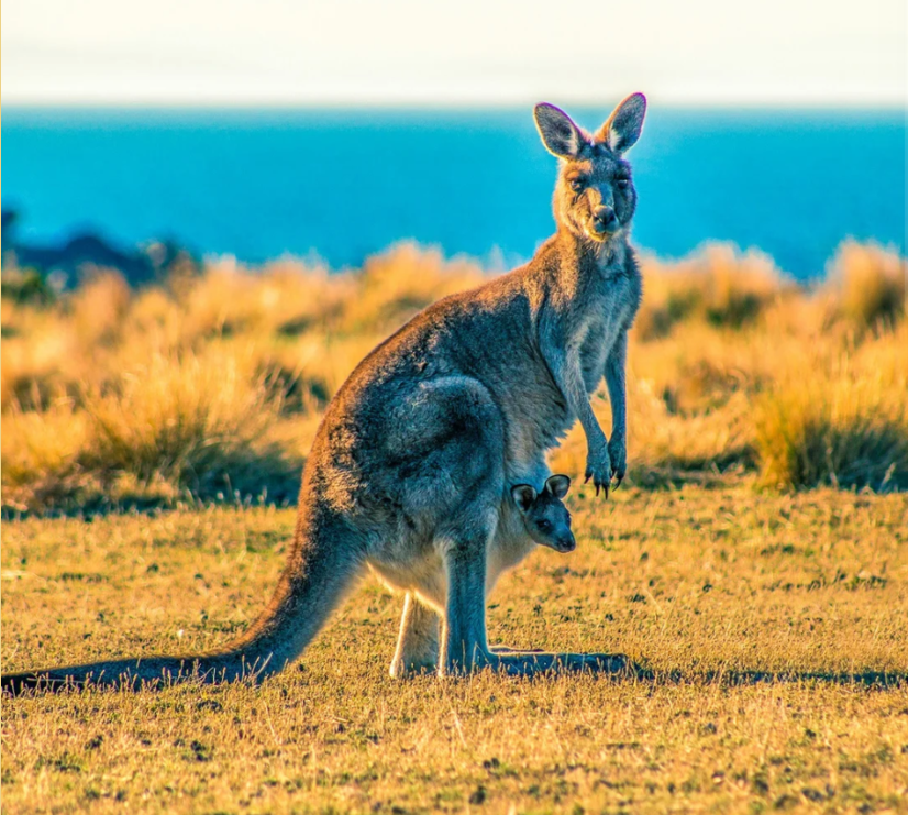 The Australia Zoo 2028