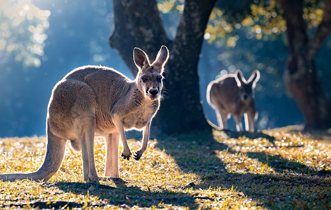 Kangaroo-Red12.jpg