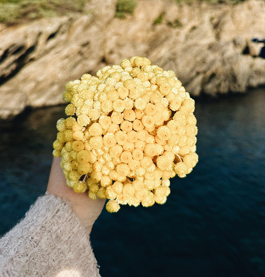 Detalle de flor mediterránea con el mar del Cap de Creus al fondo