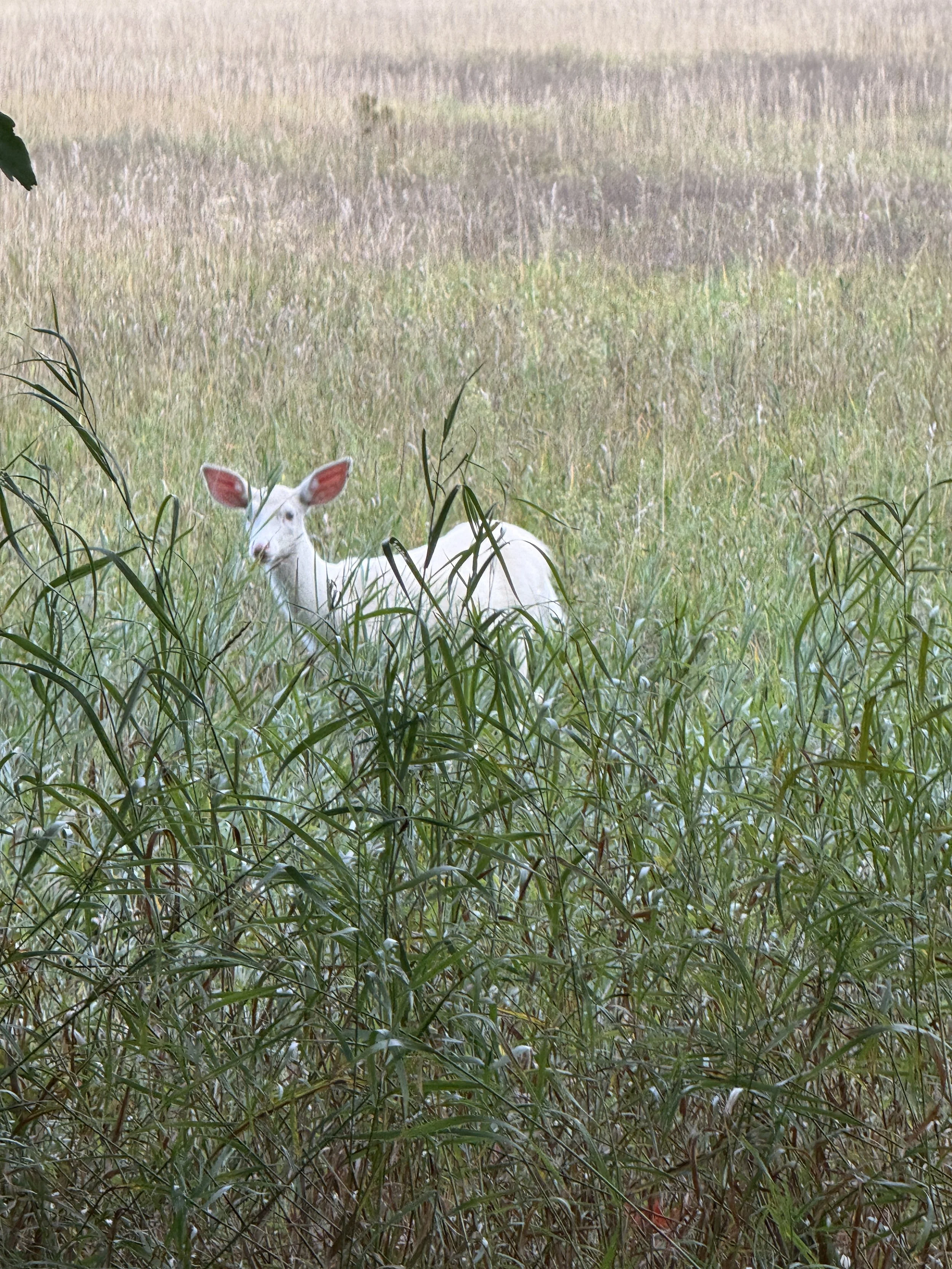 Day 7+8-Deerly Beloved (and Beerly Enjoyed)