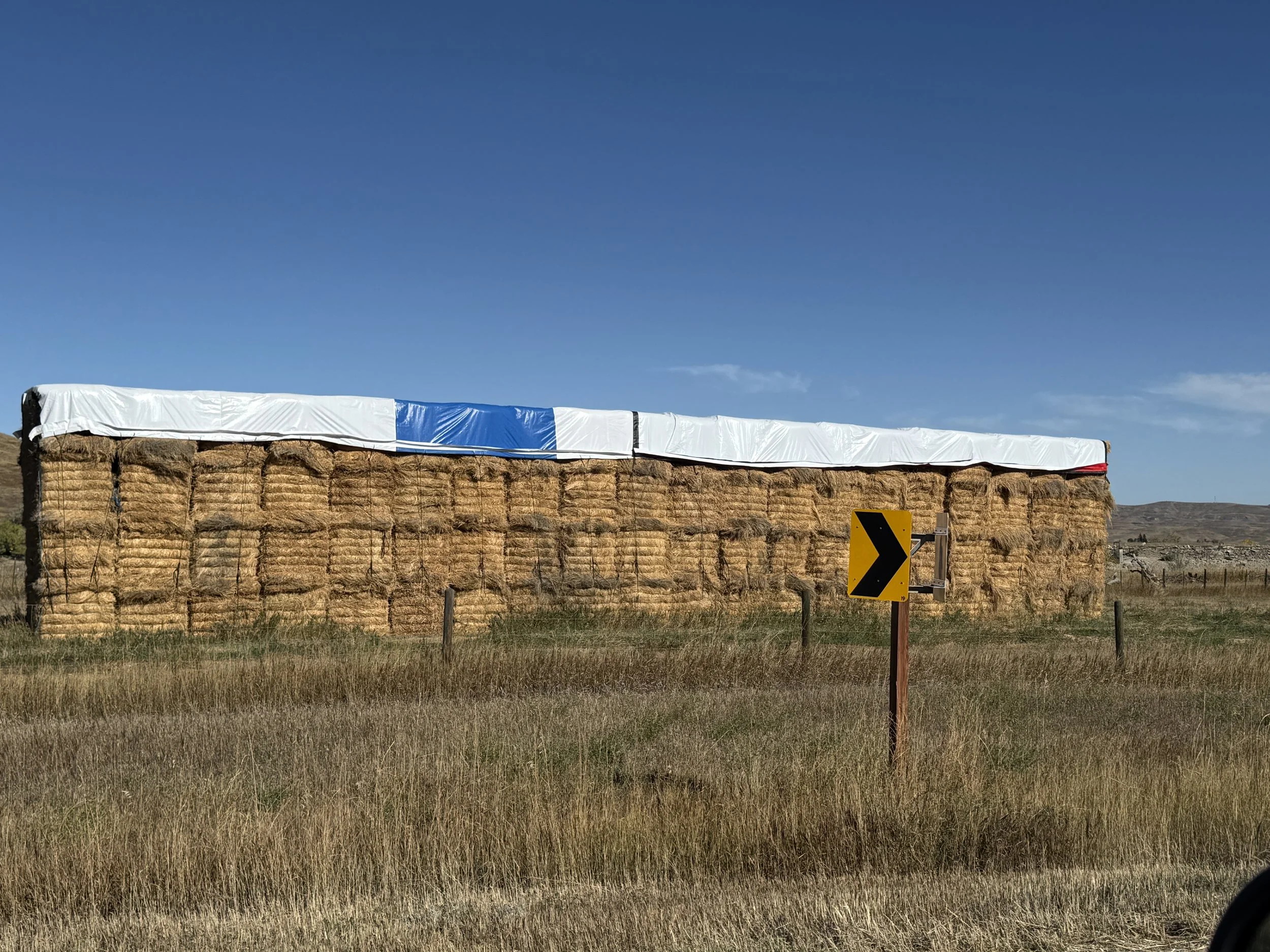 Day 21-Rolling With the Herd through Montana