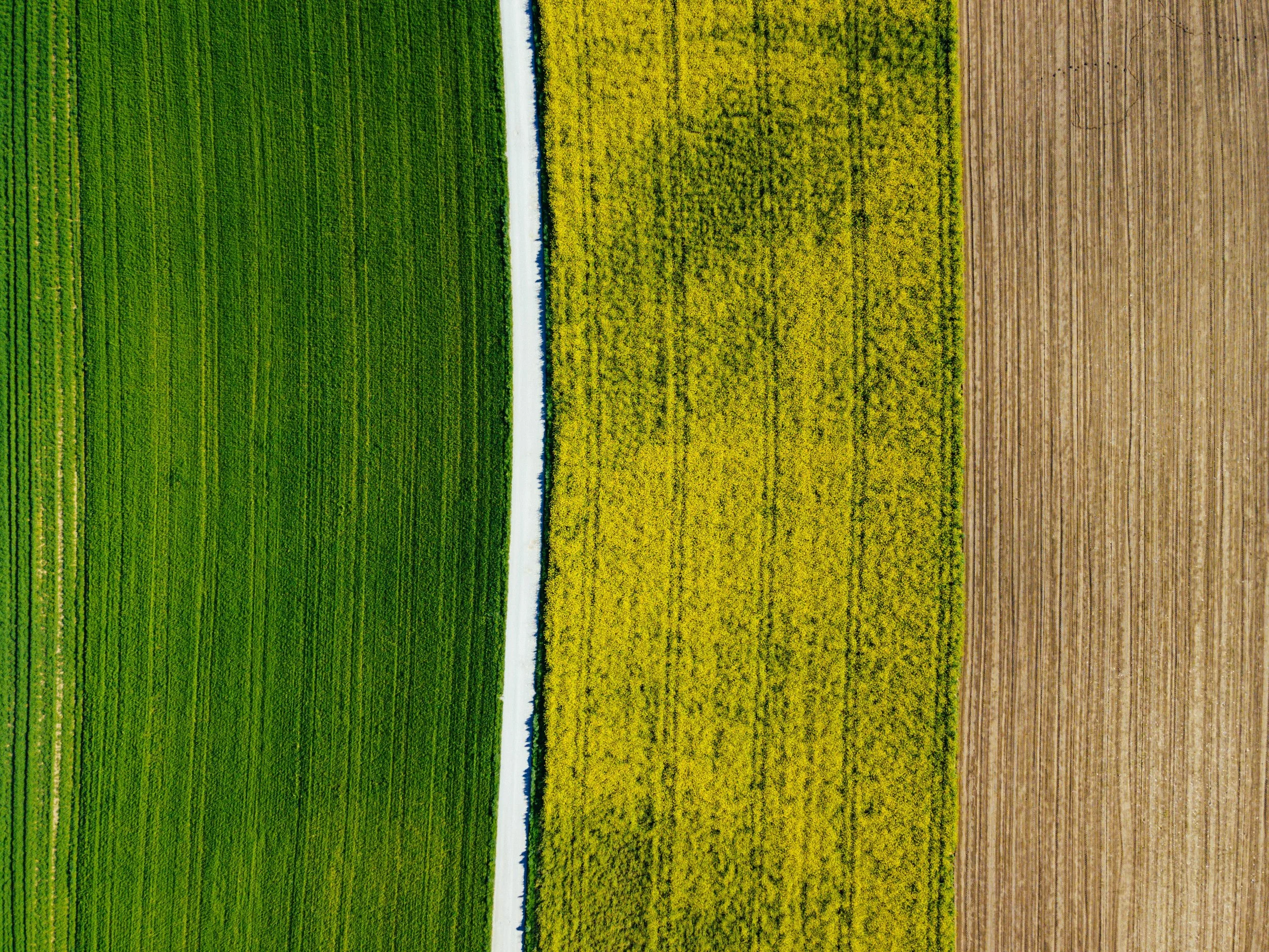 An aerial view of three distinct agricultural fields with different crops, separated by narrow dirt paths. The first field on the left is green, the middle field is yellow, and the right field is brown with visible lines of plowed soil.