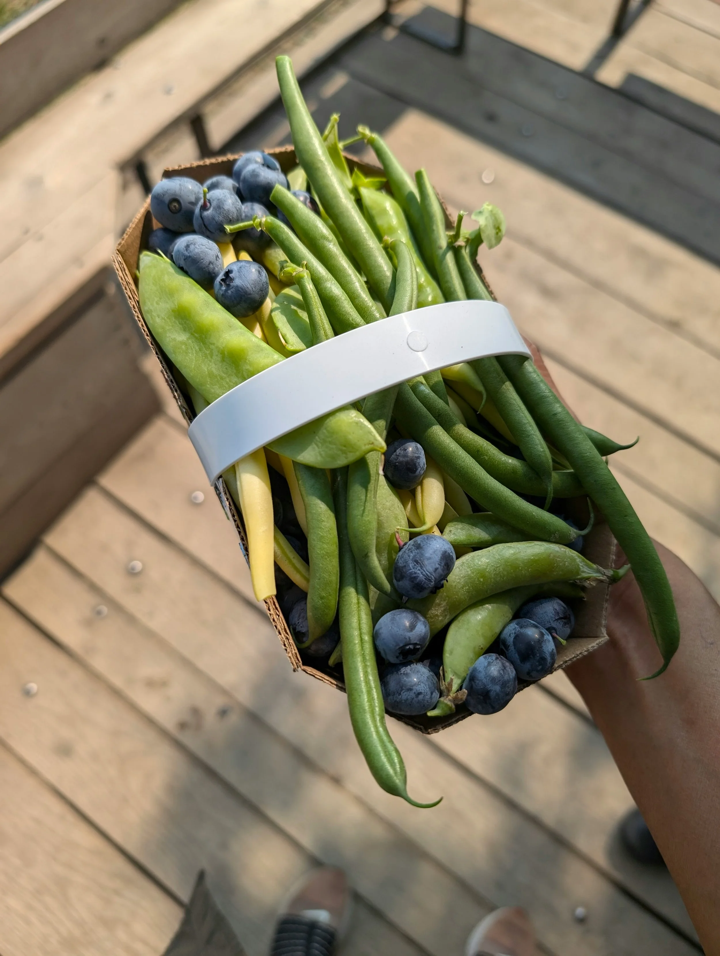 Hand holding a small cardboard container filled with green beans, snap peas, and blueberries, on a wooden deck.