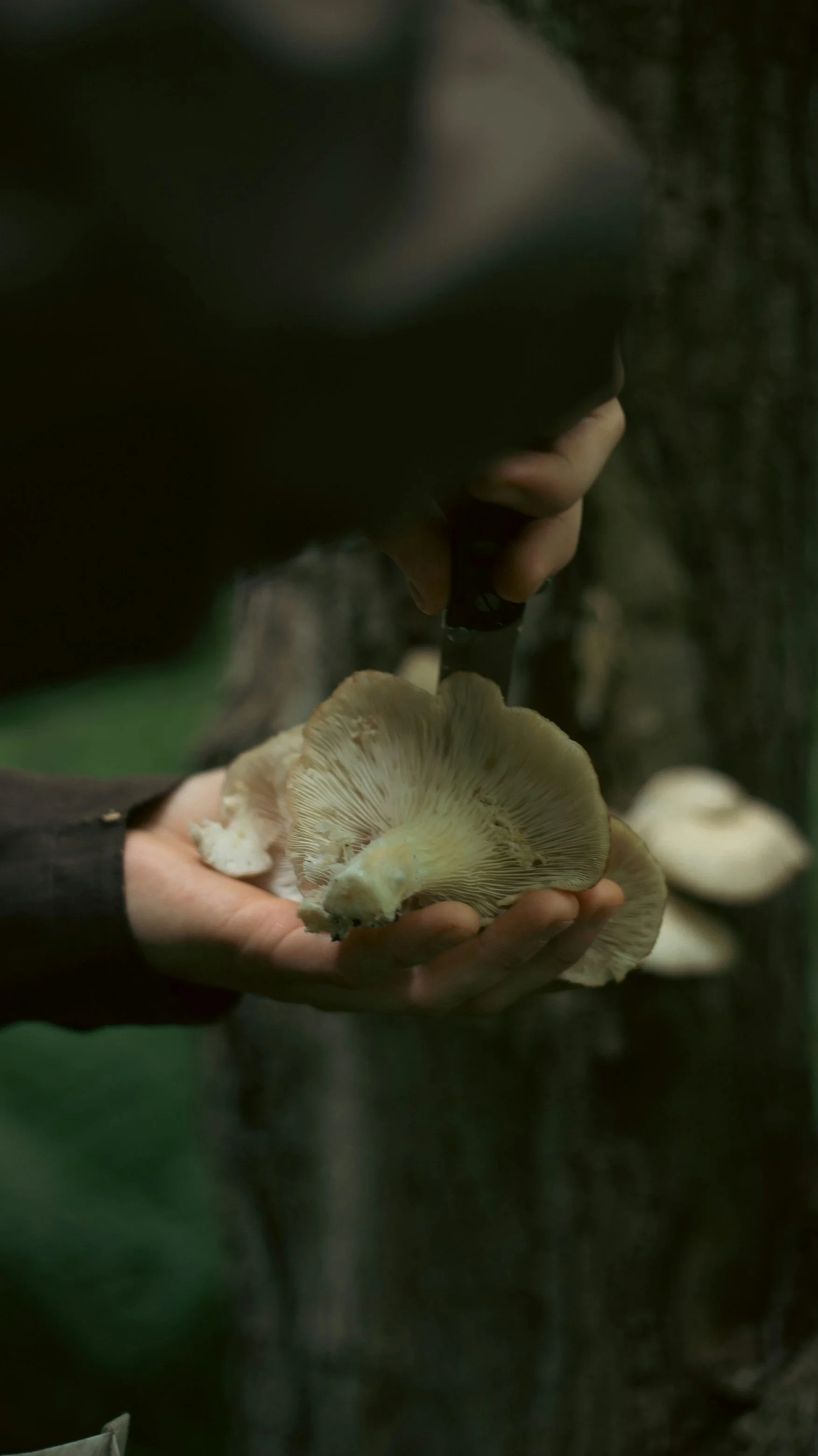 Person holding a mushroom and cutting it with a knife in a forest setting.