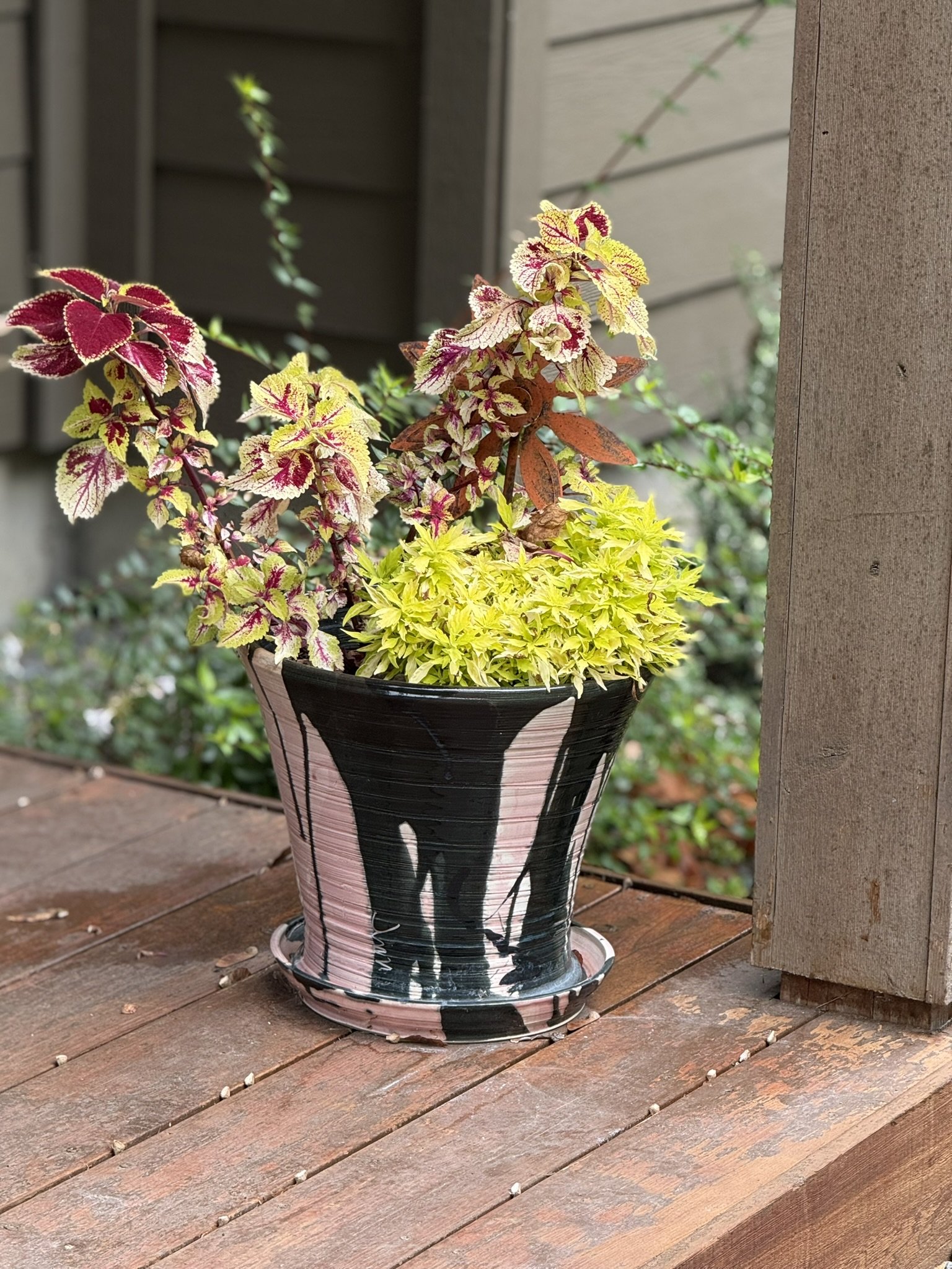 Colorful potted plant with variegated leaves in a black and pink ceramic pot placed on a wooden deck.