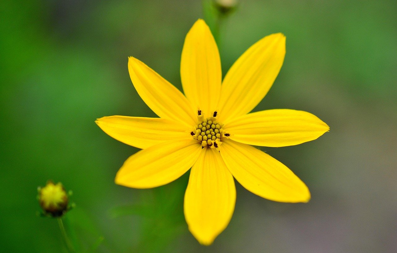 Close-up of a yellow coreopsis flower