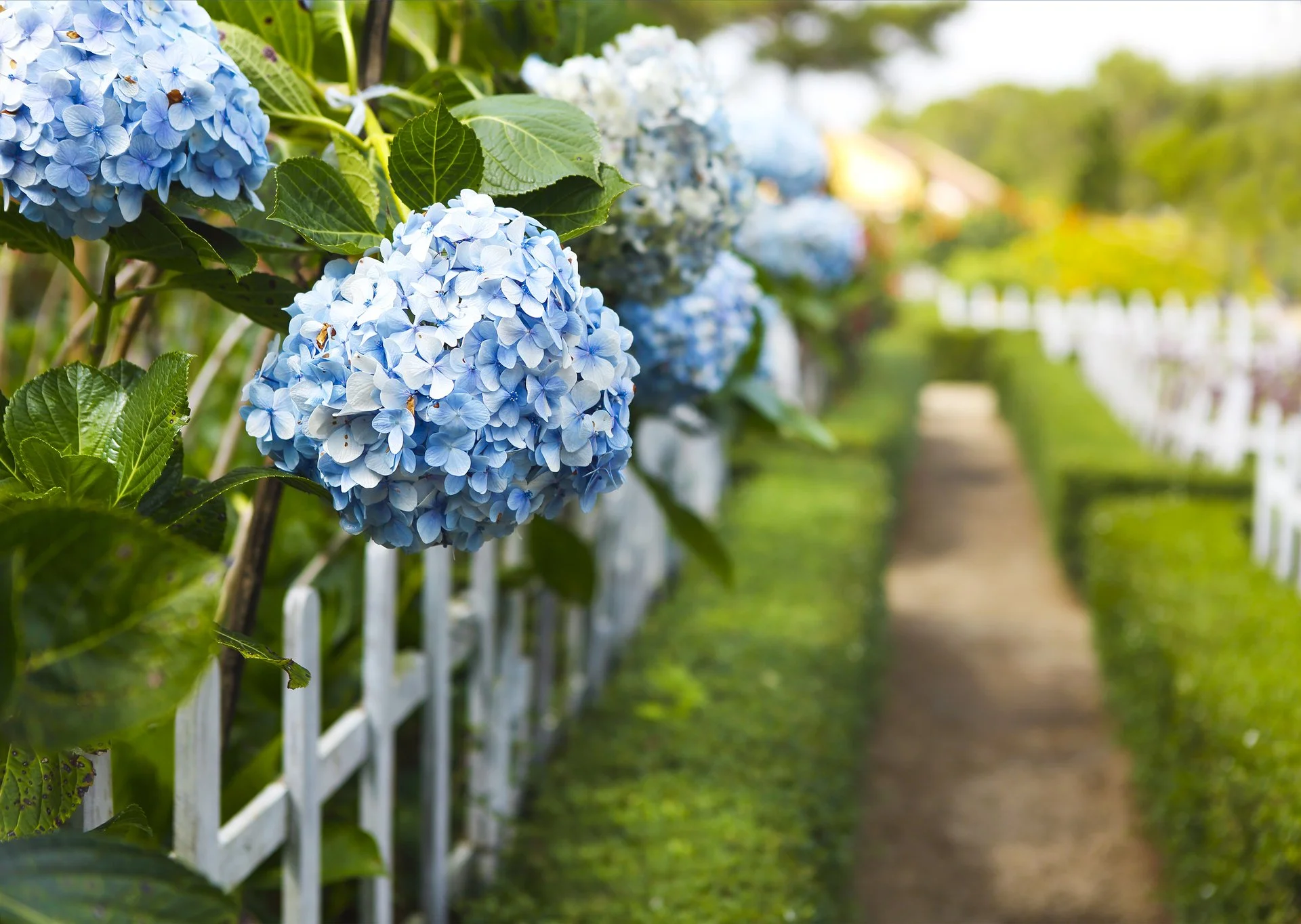 Blue hydrangeas in a garden hanging over a white picket fence next to a pair of evergreen hedges and a dirt path.