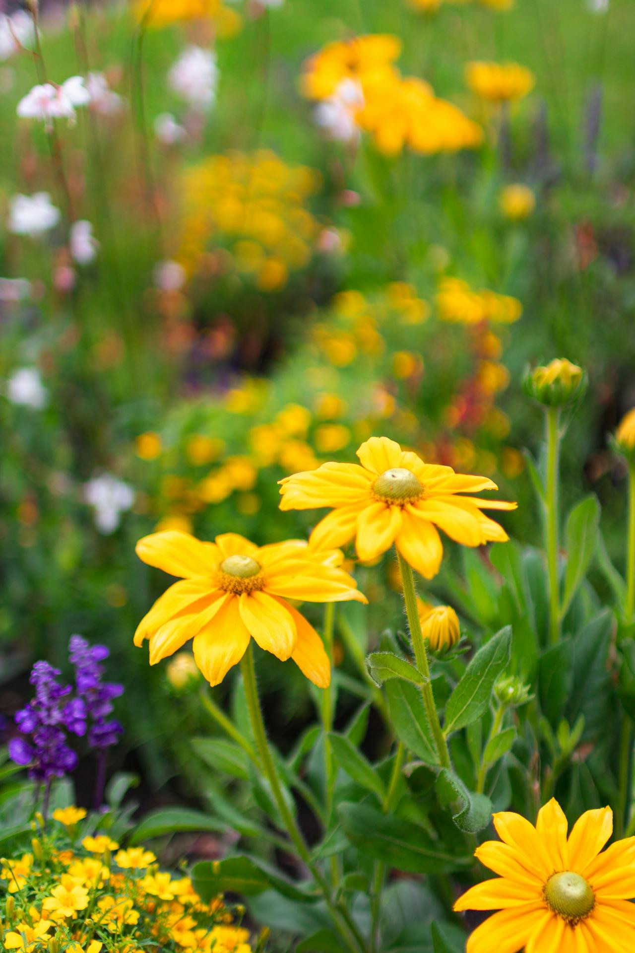Purple and yellow wildflowers in a garden