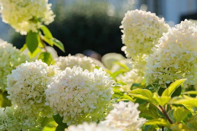 White panicle hydrangeas