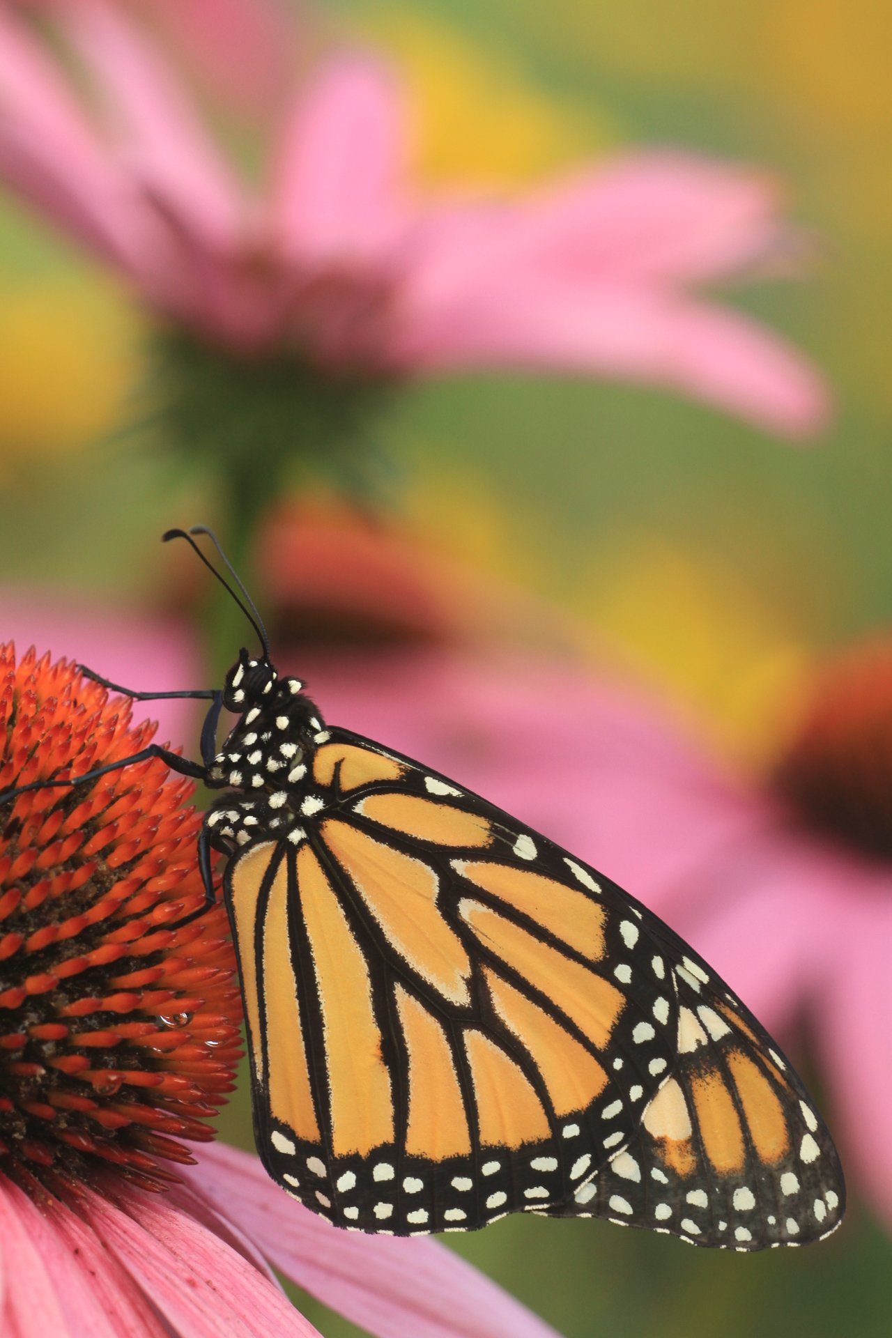 Monarch butterfly on a purple coneflower