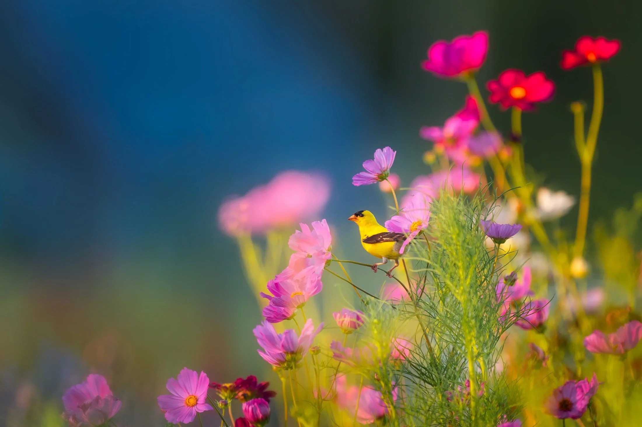 A yellow bird perched on pink and purple flowers with a gradient blue to green background.