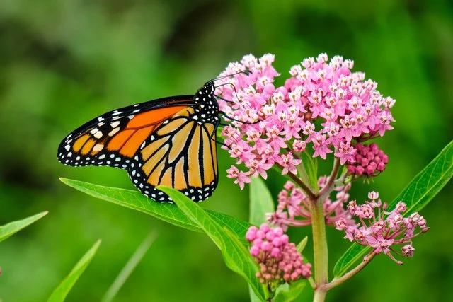 A monarch butterfly perched on a pink milkweed plant with green foliage in the background.