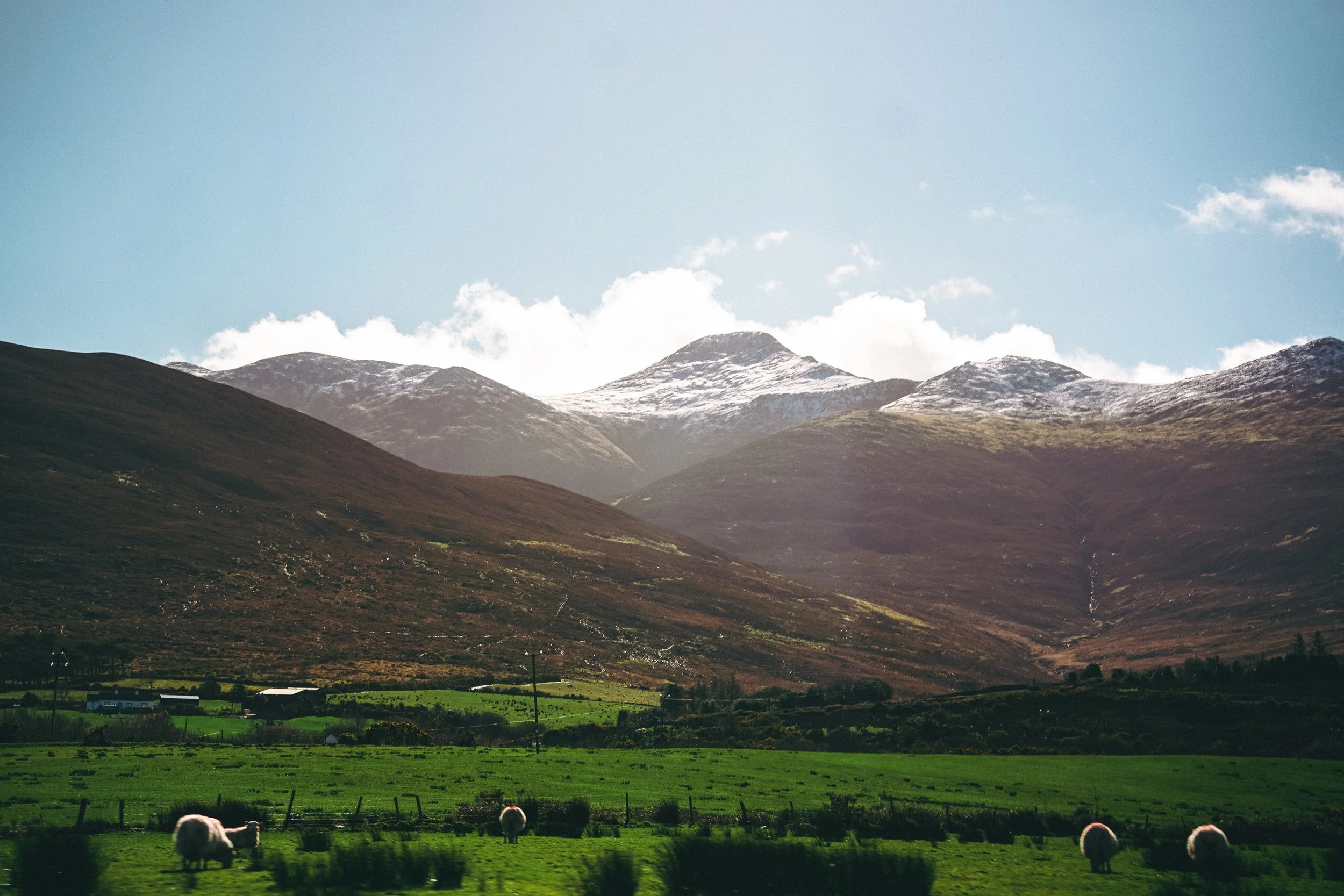 Scenic landscape with green fields, sheep grazing, mid-sized brown mountains, and snow-capped peaks in the background under a bright blue sky with clouds.