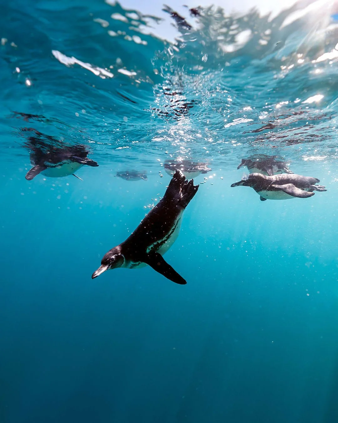 Isabella Island&rsquo;s renowned Tagus Cove offers a snorkeling experience unlike any other, where Gal&aacute;pagos penguins glide right by and marine life thrives like nowhere else. Silversea takes you there! Contact chris@wanderingdogtravel.com to 