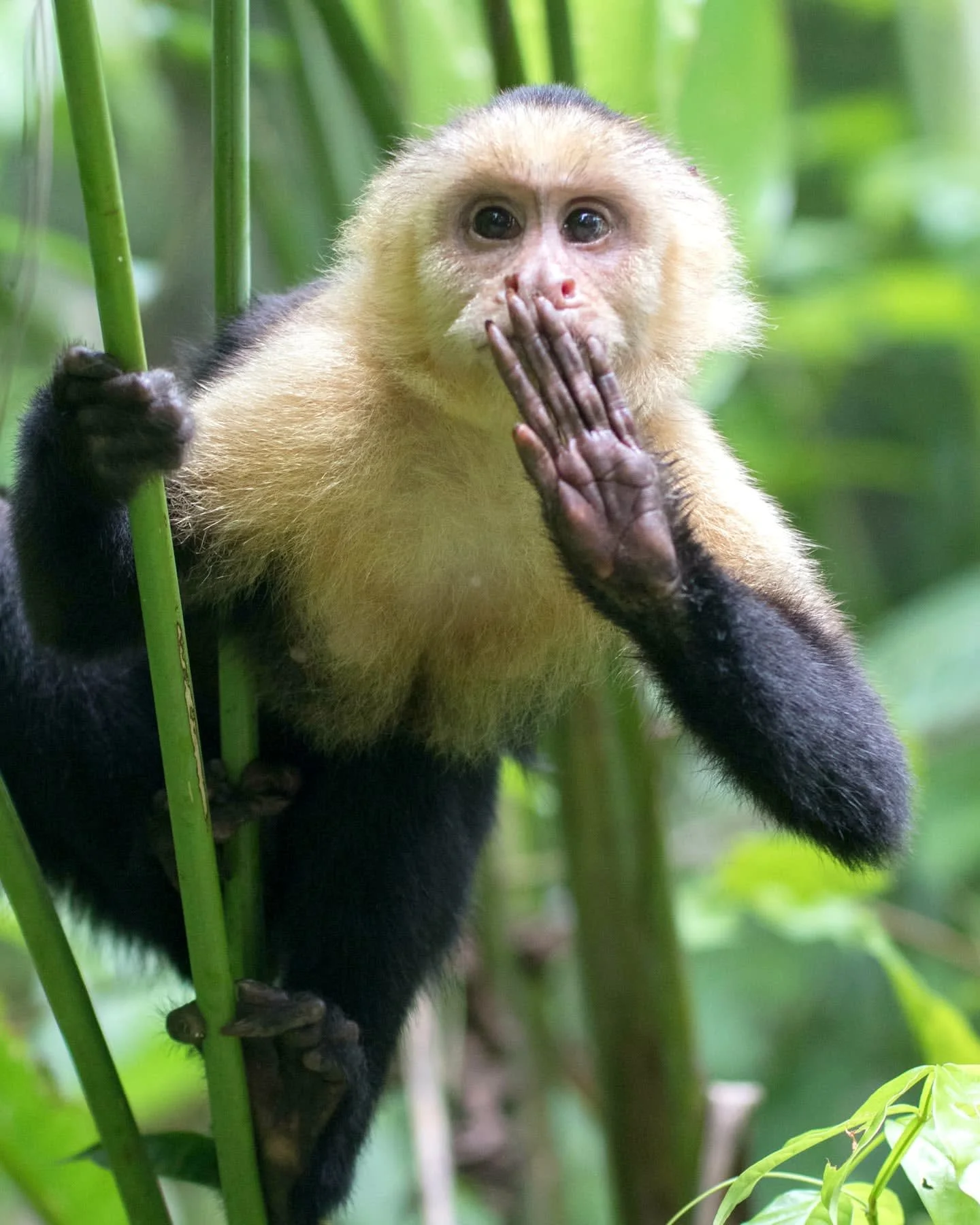 Discover the beauty of Costa Rica and Collette's commitment to preserving it! Did you know that guided tour operator, Collette, supports vital reforestation efforts with microgrants?

Through your travels, you're helping to protect this paradise for 