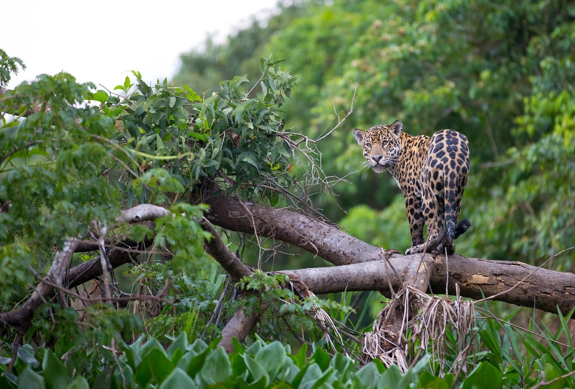A jaguar standing on a fallen tree branch in a lush green forest.