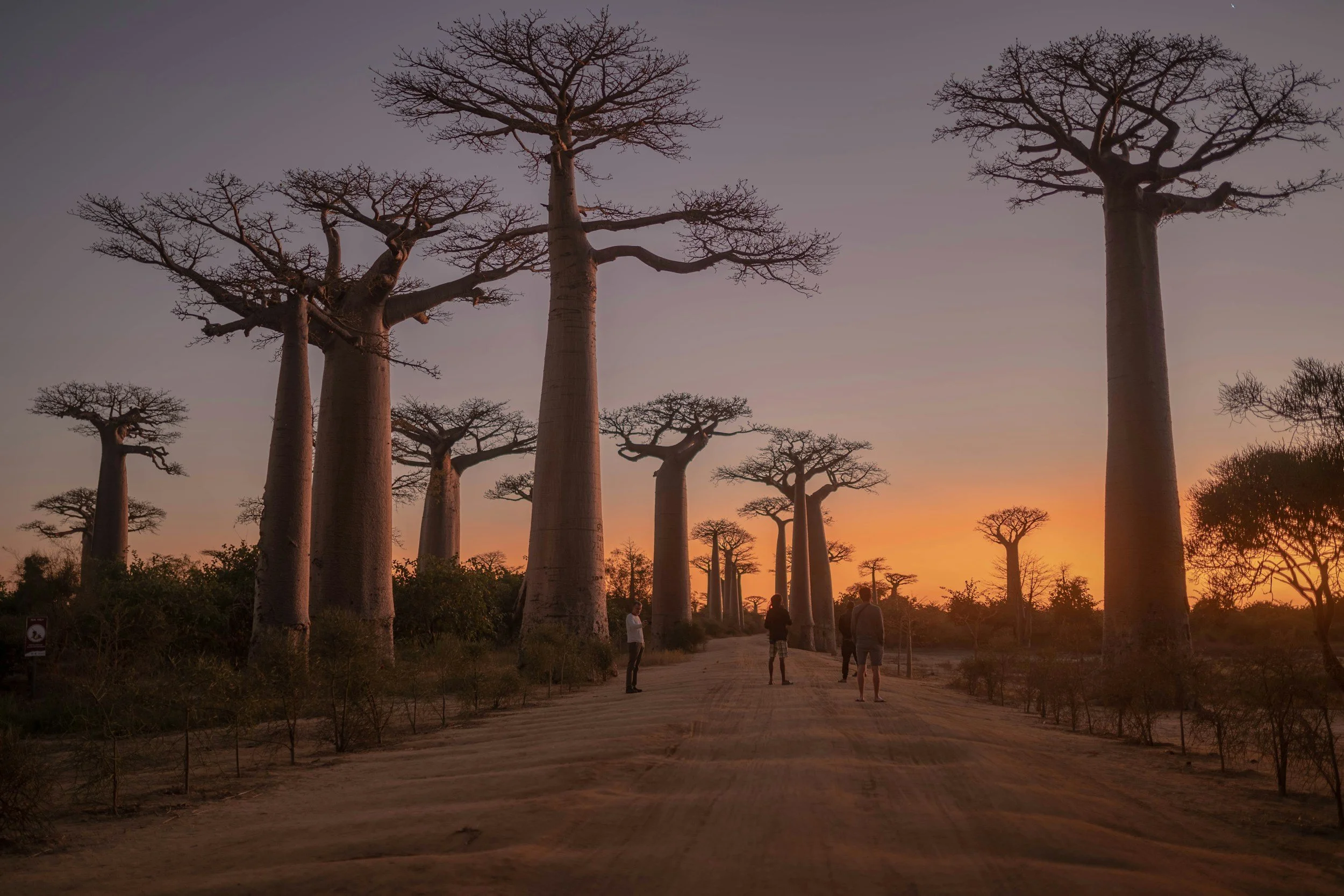 A field of white daisies with yellow centers, some in full bloom and others in bud, during golden hour.