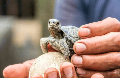 A person holding a small tortoise on a rounded stone, with the person's hands visible.