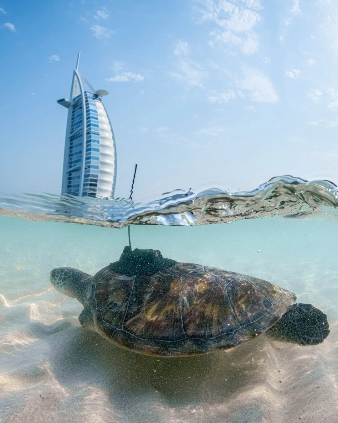 Underwater view of a sea turtle with a buoy and yacht in the background, beach sand, and clear blue sky.