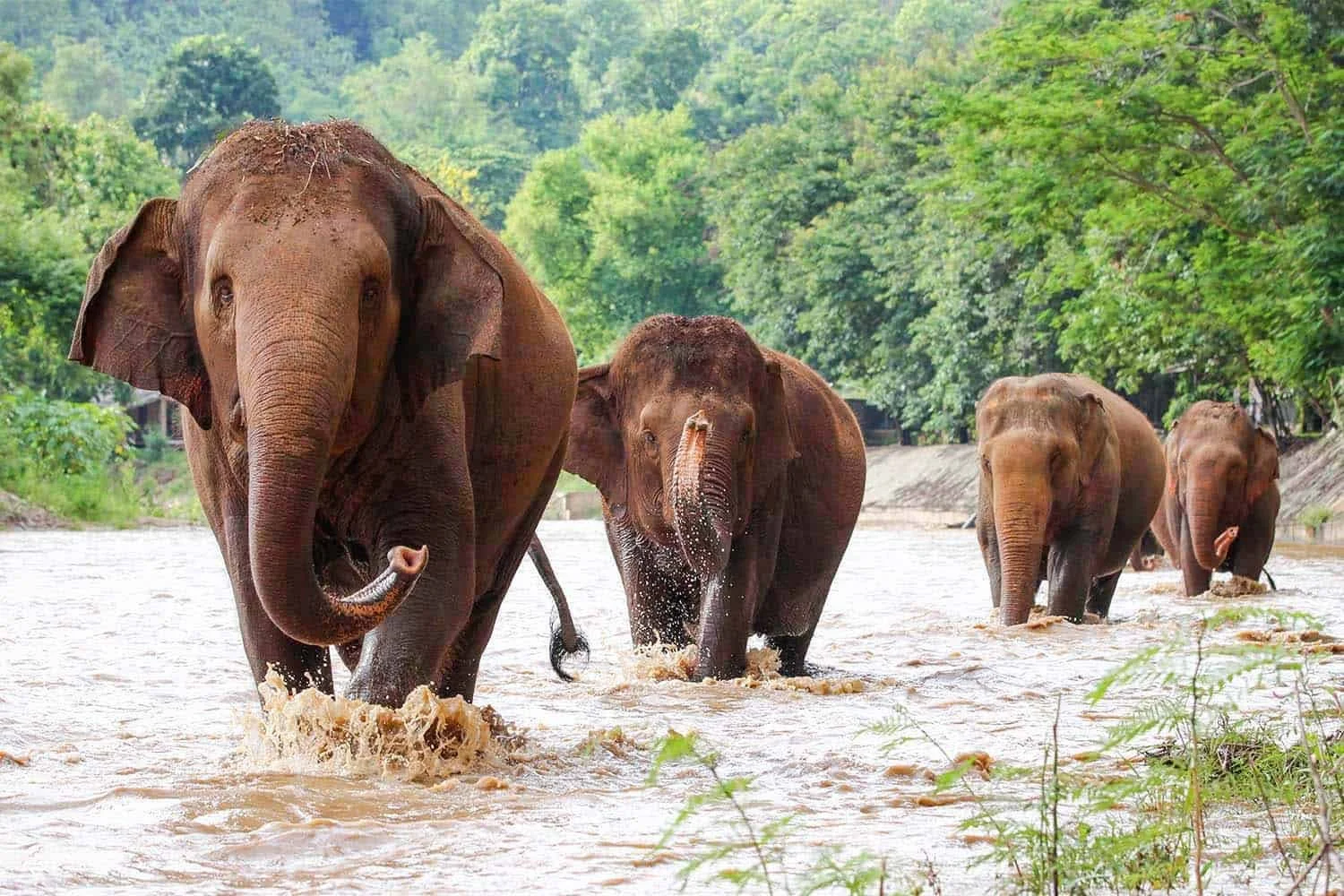 Four elephants walking through a river with lush green trees in the background.