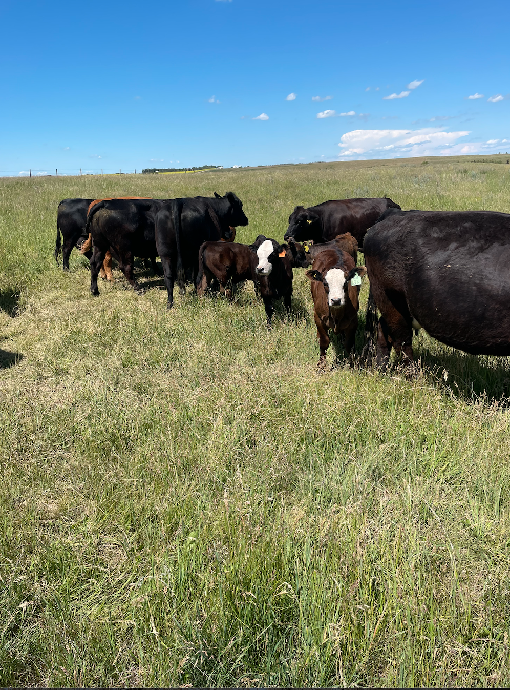 Screen Shot 2025-12-27 at 8.09.17 PM.png