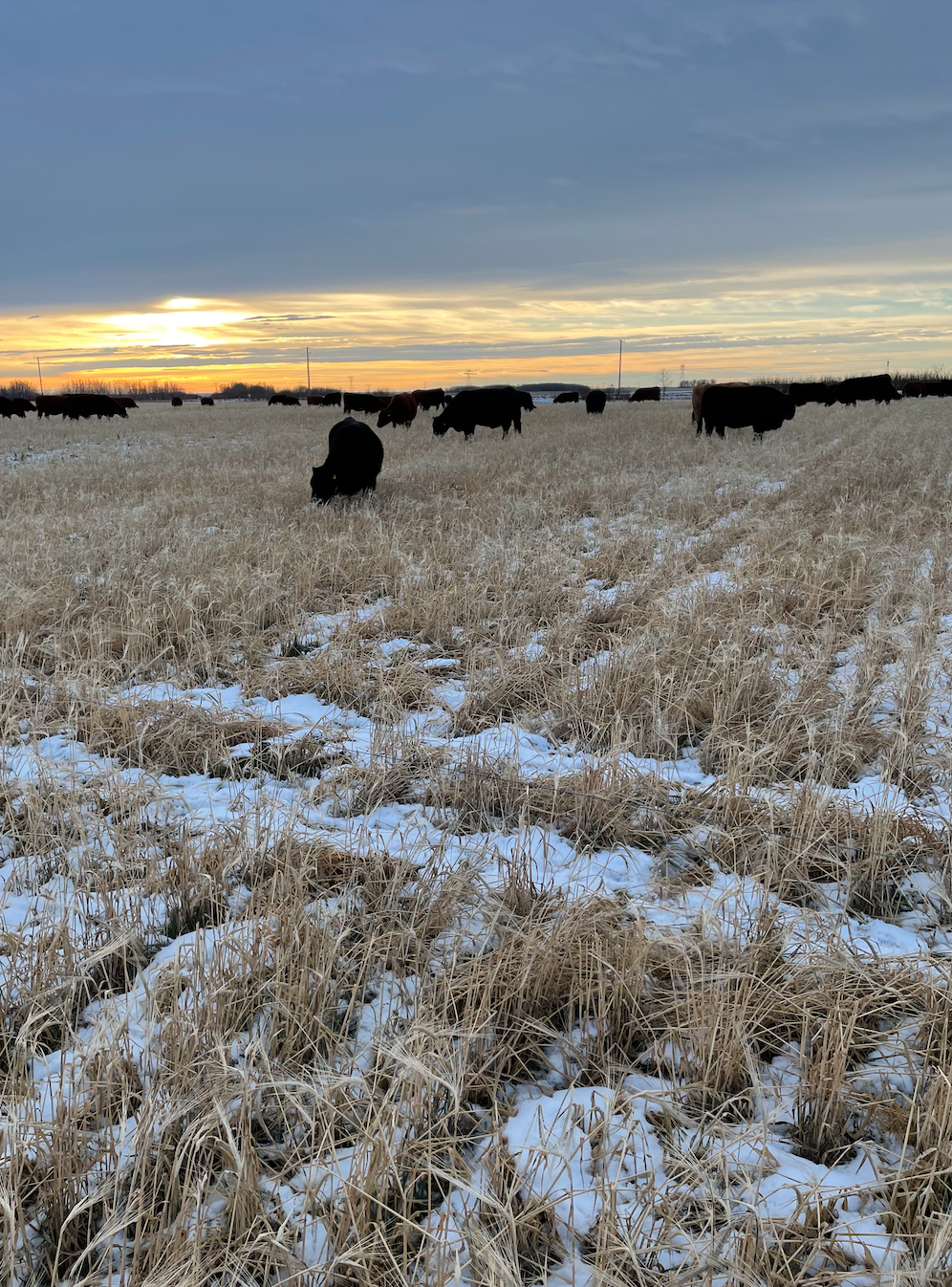 Screen Shot 2025-12-27 at 8.08.05 PM.png