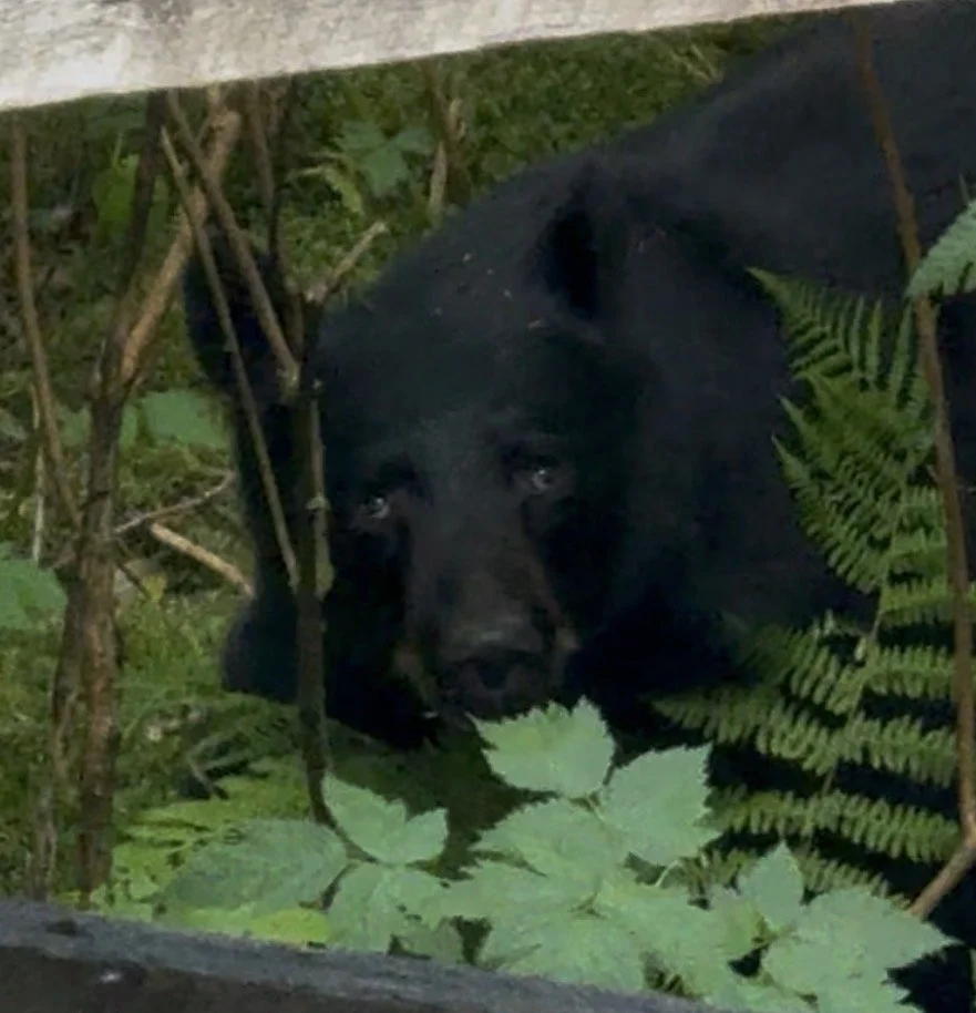 Is Ketchikan getting crowded?