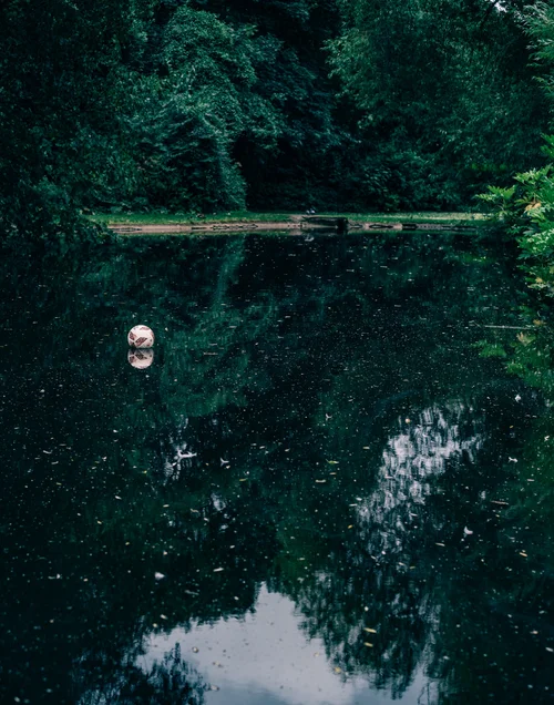 The still, tree-lined lake in St Stephen's Green, Dublin, a swan on the dark water reflecting the surrounding foliage.