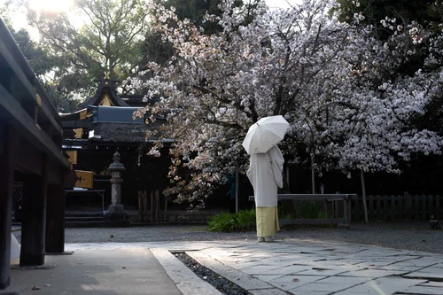 A figure under a white parasol in a temple courtyard beside a blossoming cherry tree, Kyoto.