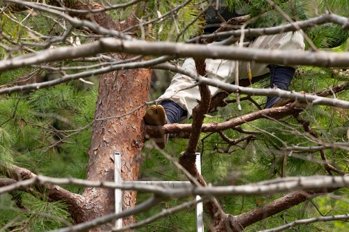 A gardener at work among the branches of a pine tree, glimpsed through the boughs, Kyoto.