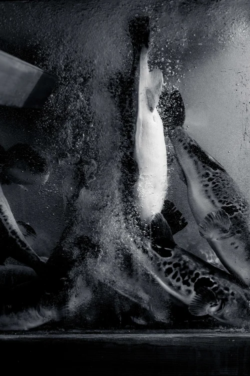 Fish crowded in dark, bubbling water, one pale body turned upward, Kyoto, in black and white.
