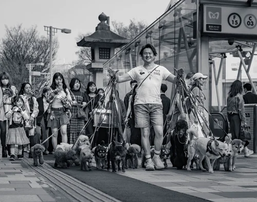 A person walking a pack of small dogs past a crowd on a busy street in Harajuku, Tokyo, in black and white.