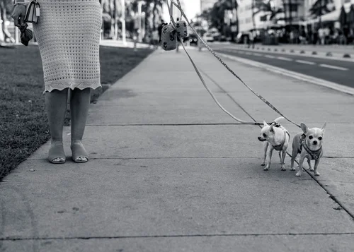 A person walking two small dogs on leads along a boardwalk, Miami Beach, in black and white.