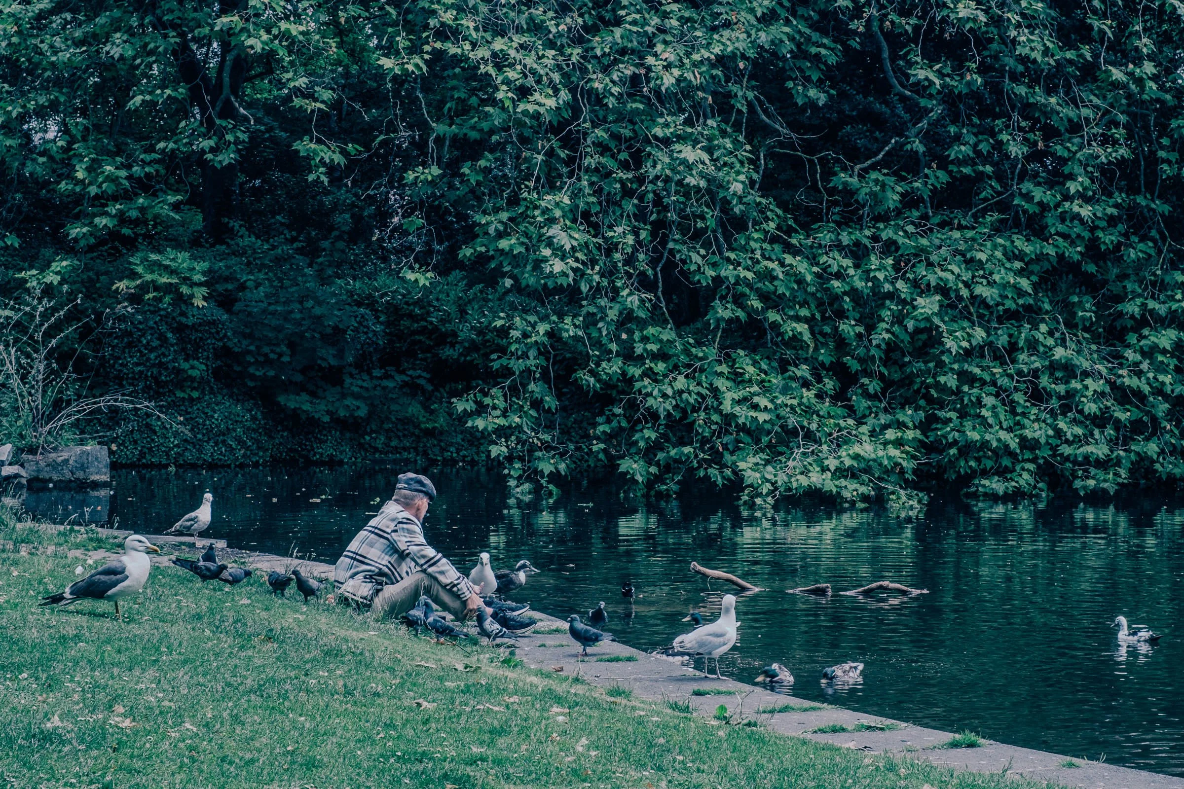A man in a flat cap sitting alone on the paved edge of the pond in St Stephen's Green, Dublin, surrounded by gulls and pigeons, the trees crowding the far bank.