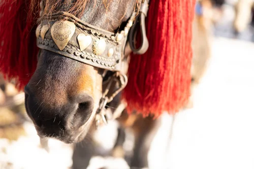 A close view of a horse's head in an ornate studded bridle with a bright red tassel, dressed for a winter festival, Bucovina, Romania.