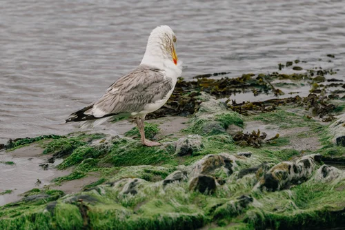 A seagull standing on the seaweed-covered rocks at the water's edge in Malahide, Dublin.
