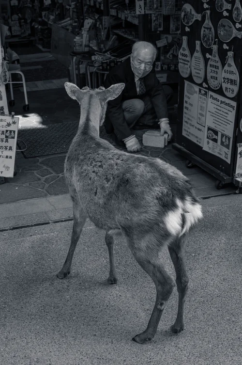 A deer standing before a row of shops, a vendor seated behind, Miyajima, in black and white.