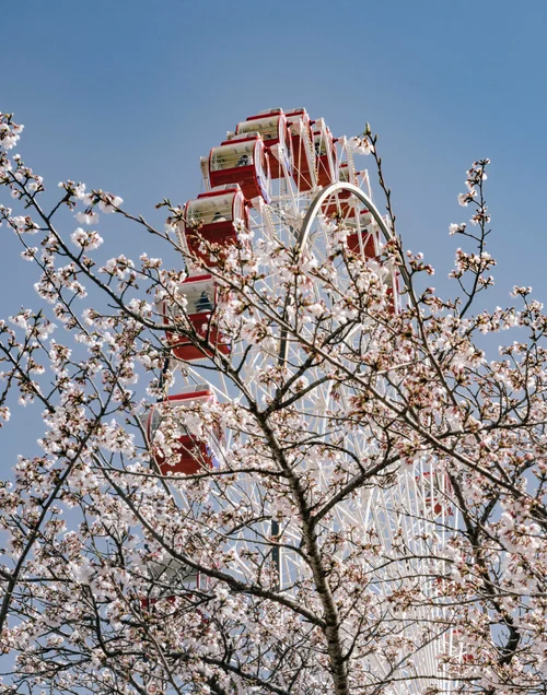 Red Ferris wheel framed by bare cherry blossom branches against a clear blue sky