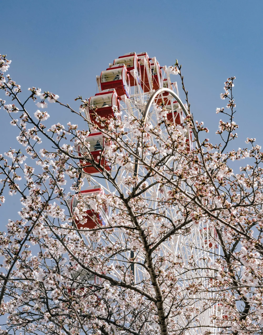 Red Ferris wheel framed by bare cherry blossom branches against a clear blue sky