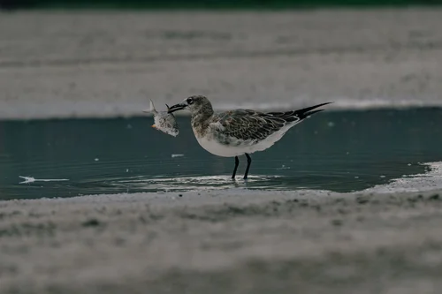 A small sandpiper standing on the wet sand at the water's edge, Miami Beach.