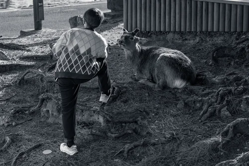 A child stepping toward the tame deer resting on the ground, Nara, in black and white.