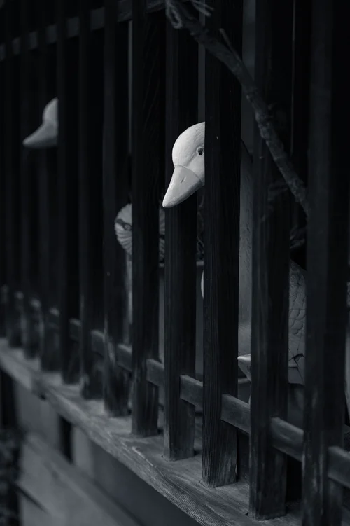 White long-nosed masks resting against a dark wooden lattice, Kyoto, in black and white.