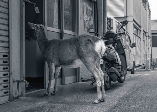 A deer standing in a narrow street between buildings, head raised, Nara, in black and white.
