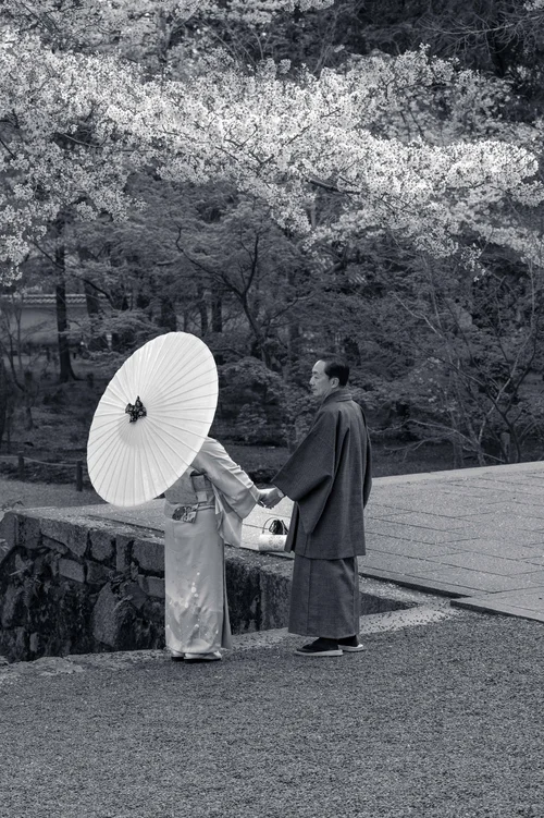 A couple in kimono beneath cherry blossom, one holding a paper parasol, Kyoto, in black and white.
