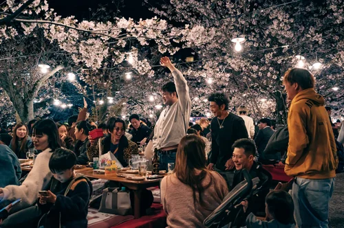 A lively hanami gathering at night, friends at tables beneath illuminated cherry blossom, Kyoto.
